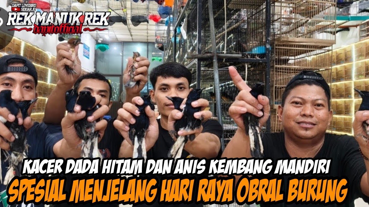 SEPESIAL MENJELANG HARI RAYA OBRAL BURUNG !!! KACER DADA HITAM DAN ANIS KEMBANG MANDIRI