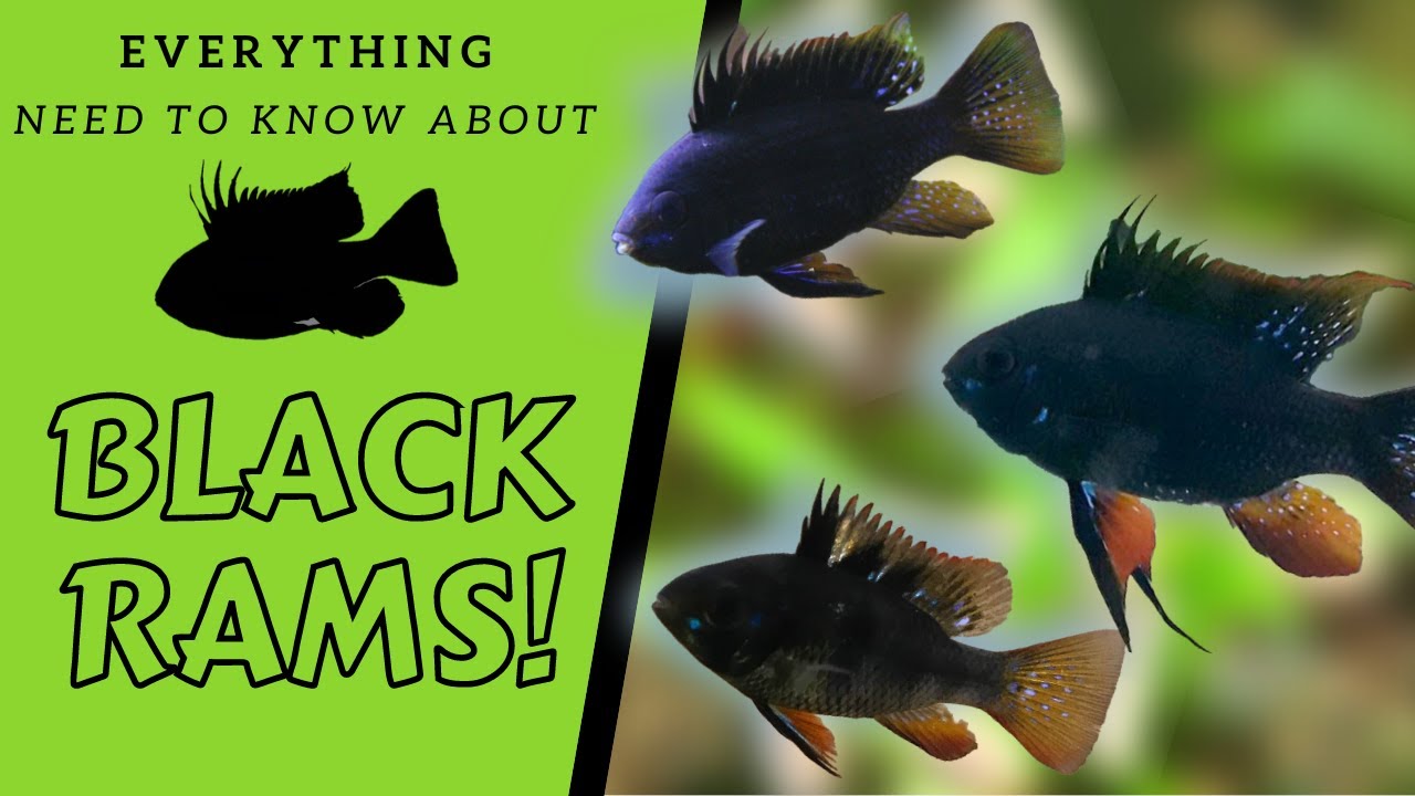 The ONLY Way To Keep and BREED Black RAMS!!! ***Answering The MOST Common Questions***