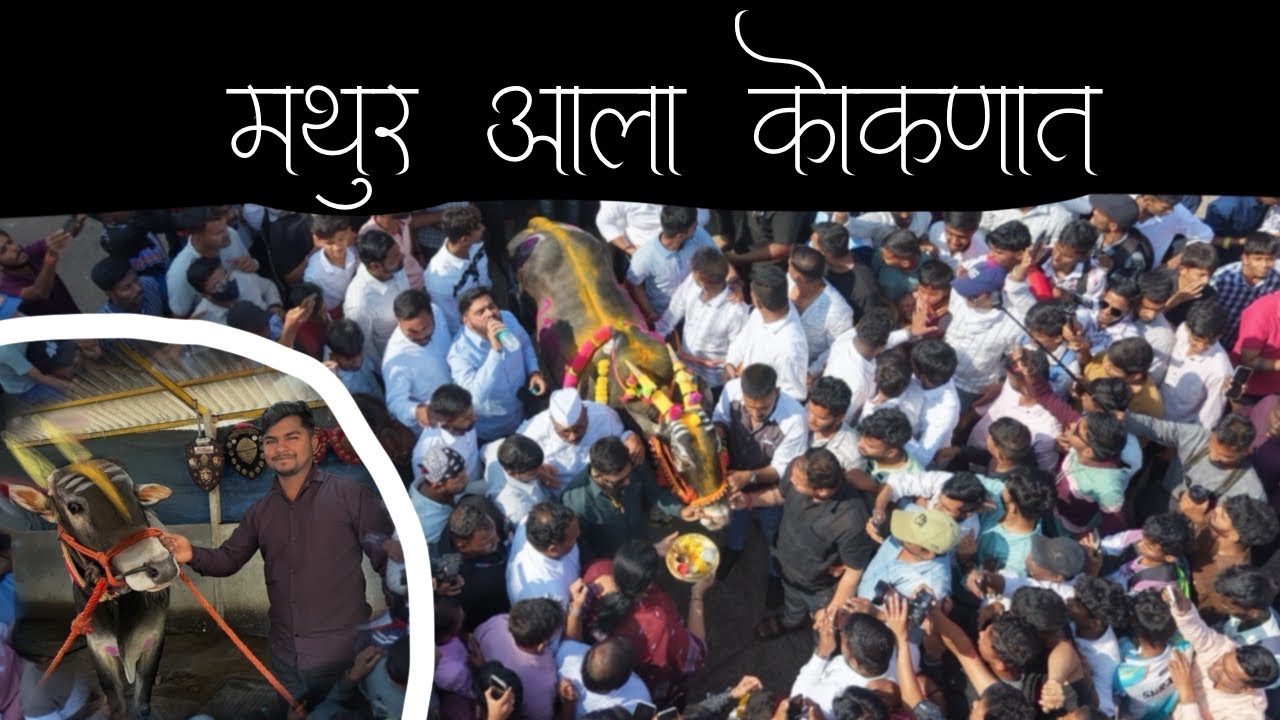 अशी एंट्री झाली कोंकणात वाघाची | मथुर आला चिपळूण मध्ये #marathivlog #chiplun #mathur 