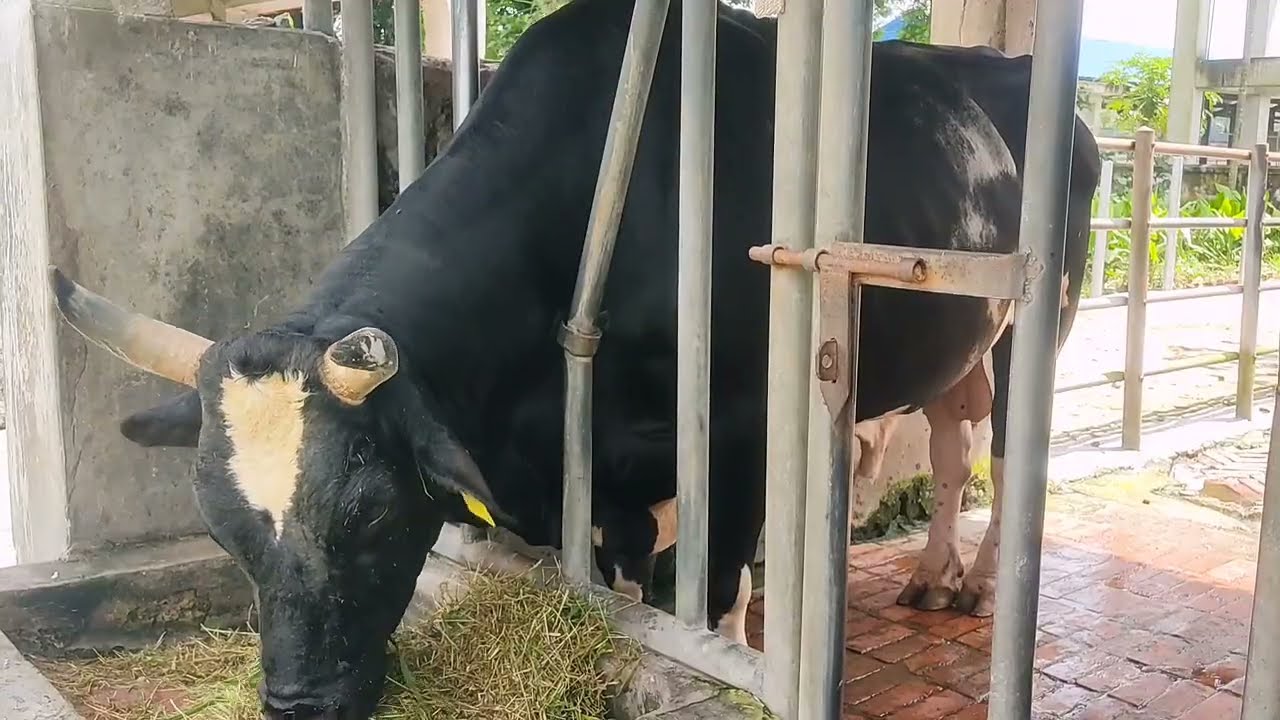 PN 272 HF Cross Bull বাংলাদেশের আবহাওয়ার জন্য সেরা