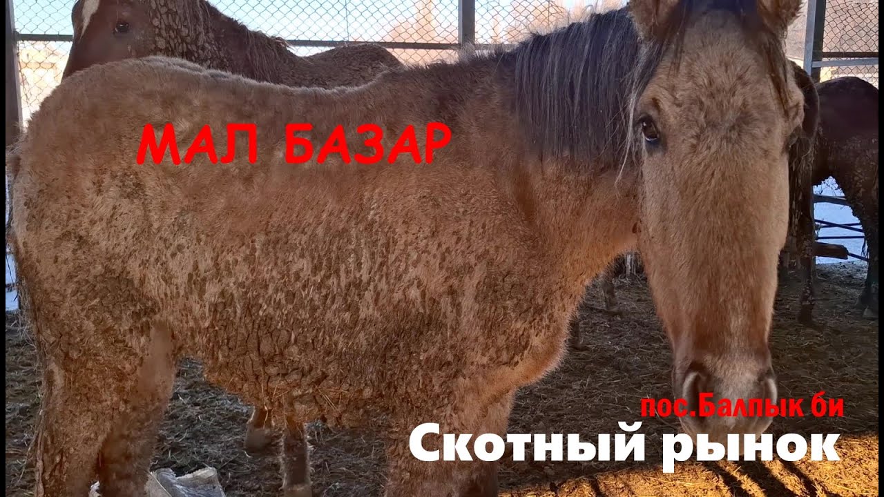 Балпык би Скотный рынок Мал Базар от (14.12.2024г) обзор