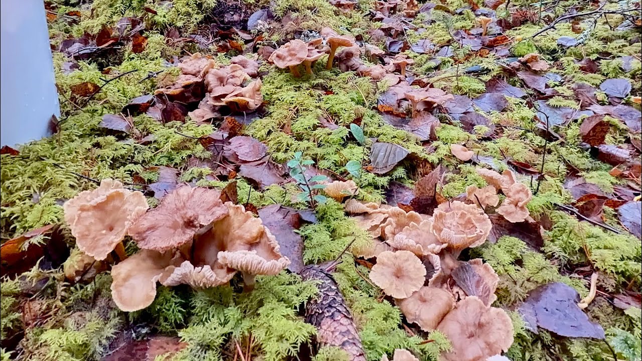 ไฮไลท์สวยๆ (Rerun) Trattkantarell 🇸🇪(Cantharellus_Tubaeformis) สวยมาก กลุ่มใหญ่ๆ เดือนพฤศจิกายน