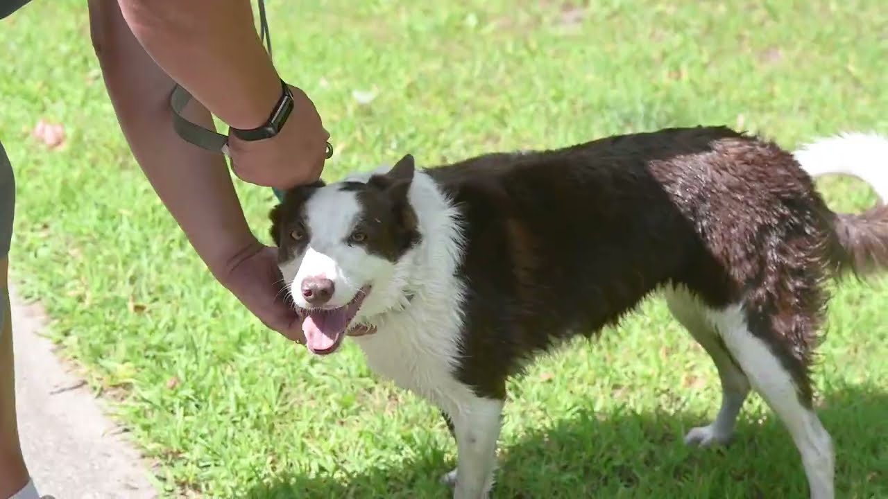 Goose Busters chases geese off city parks with border collie dog patrols