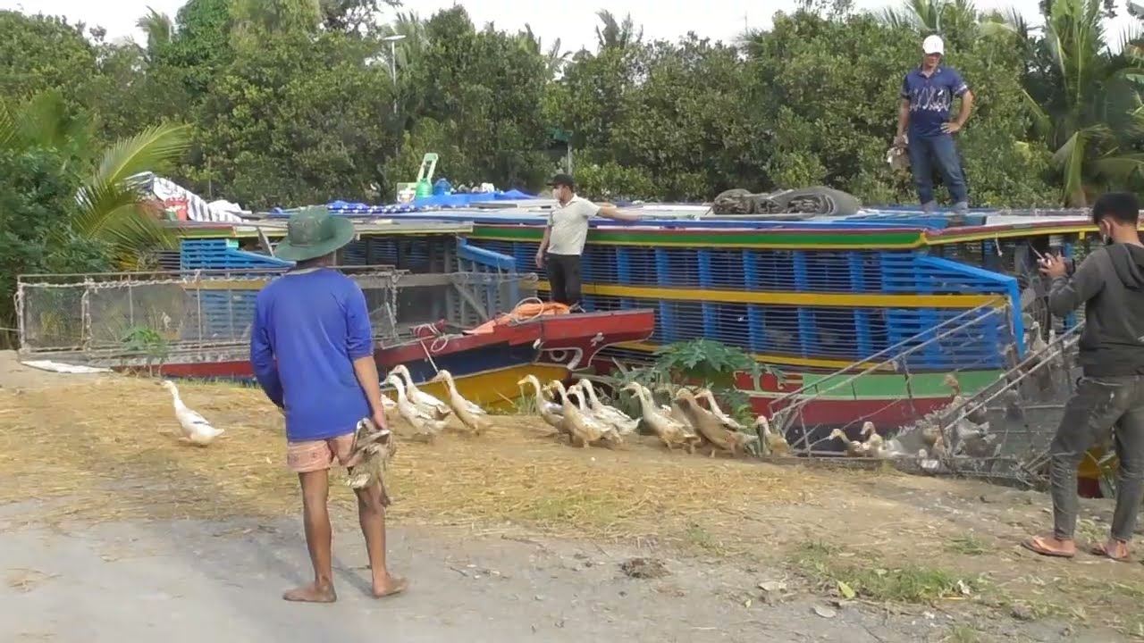 hai tàu vịt cập bến thả vịt lên bờ cùng một lúc #caobang67
