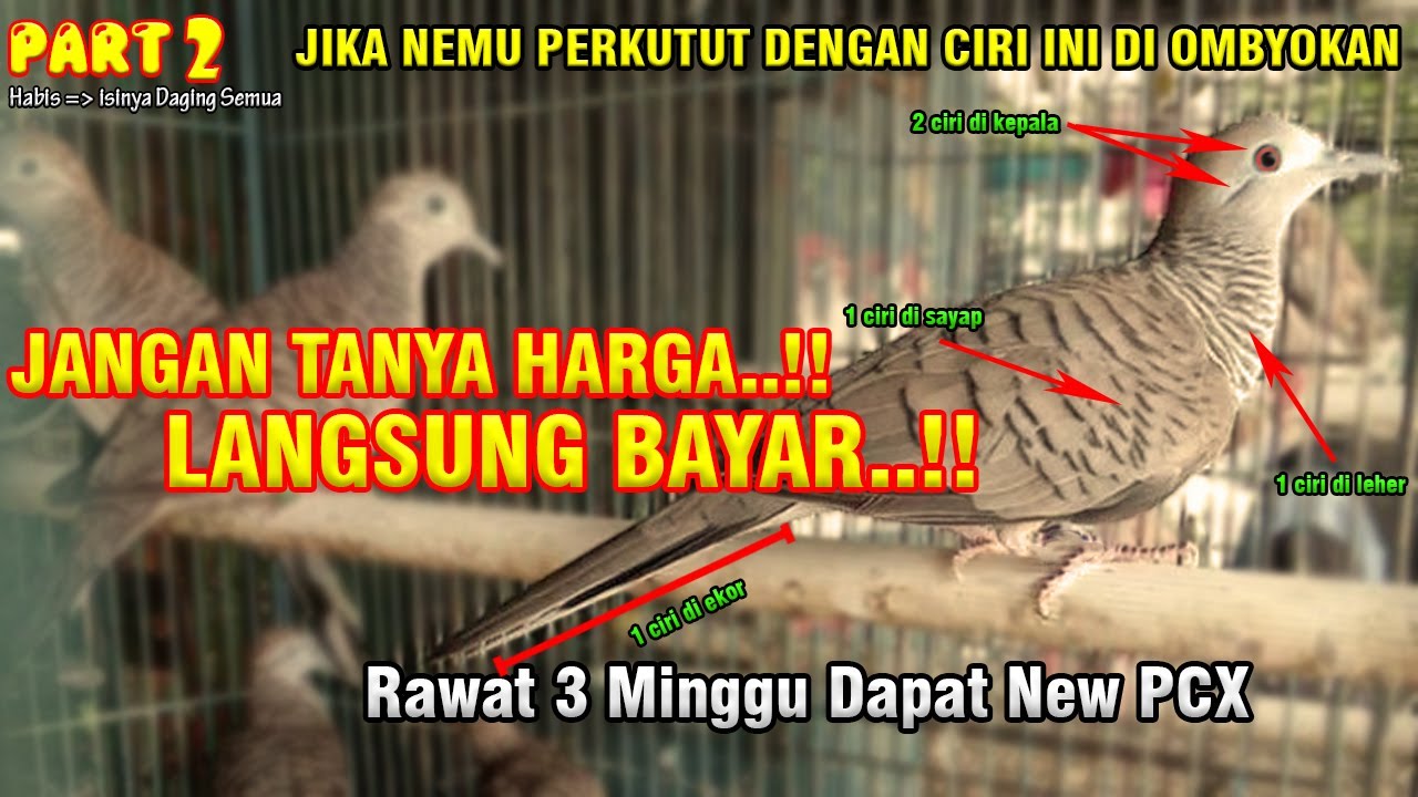 2026 Auto Kaya Raya Permanen | TIPS JITU MEMILIH PERKUTUT LOKAL KATURANGGAN DI OMBYOKAN | PART 2