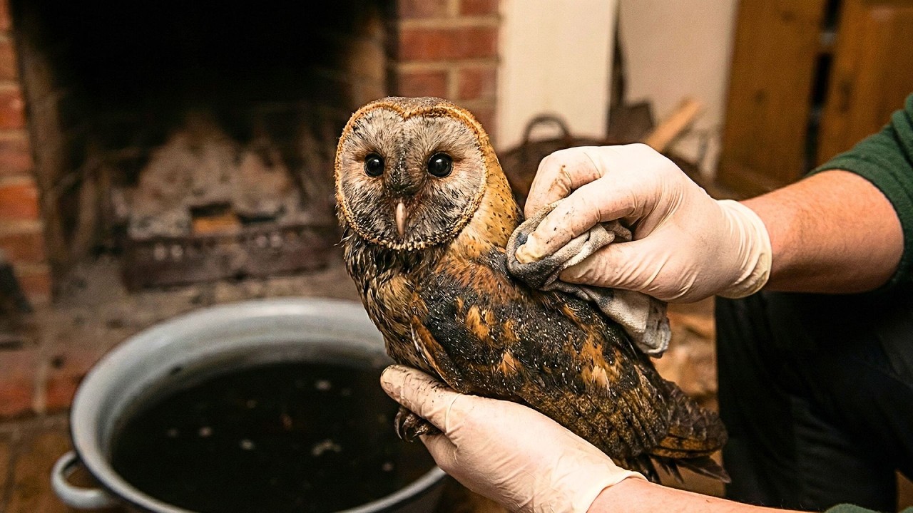 Stuck in a Chimney for 3 Days: Cleaning a Soot-Covered Owl