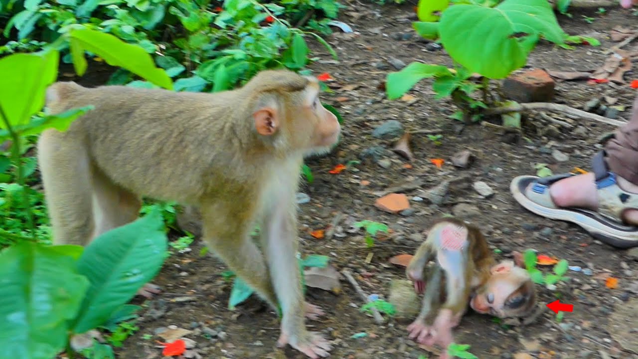 Not good Sarika...Realy Pity baby monkey Saro.