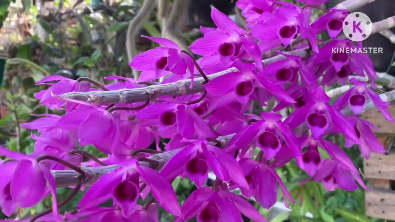 Orquidea Dendrobium    Parishii Como Cultivar