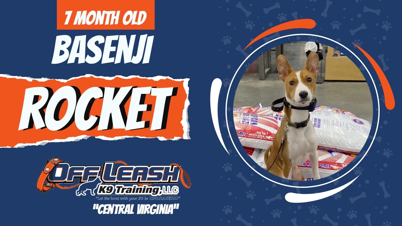 Basenji Dog Training | Rocket | 7 Months Old | Syracuse Off Leash K9 Training