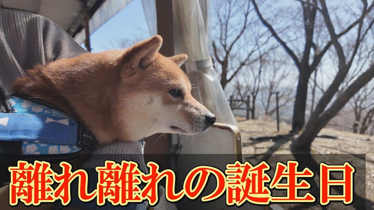 大好きな兄姉犬と離れ、末っ子柴犬は独りぼっちの誕生会を送りました。