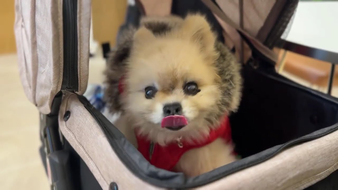 얌전한 뽀송이와 아이컨택 #힐링영상 #뽀송이 #강아지브이로그 #pomeranian #puppy #솜뭉치 