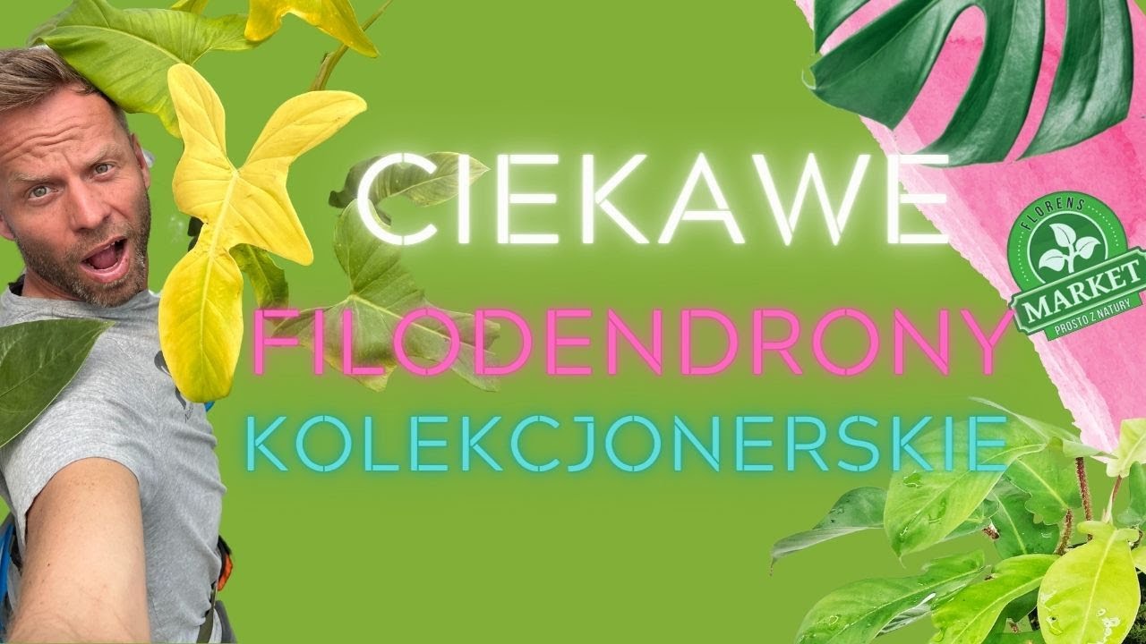 MAJÓWKA Z ROŚLINAMI EGZOTYCZNYMI🔥 Filodendron Yellow Violin i inne kolekcjonery
