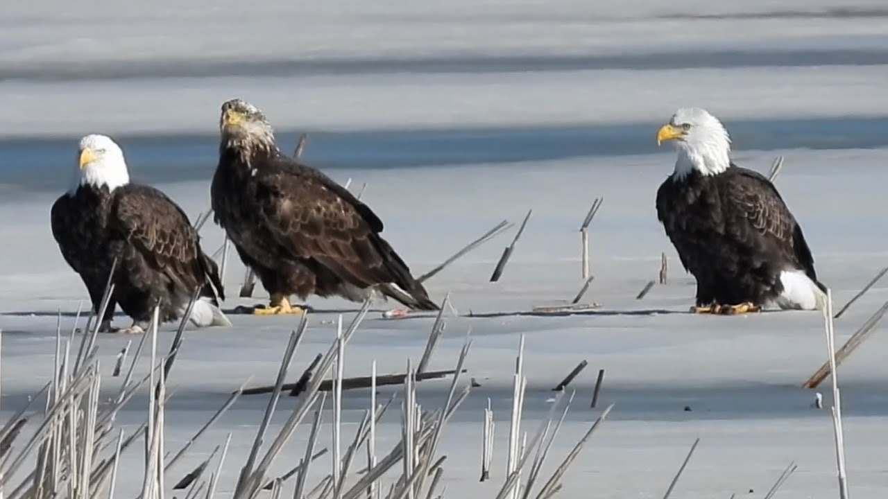 Loess Bluffs National Wildlife Refuge