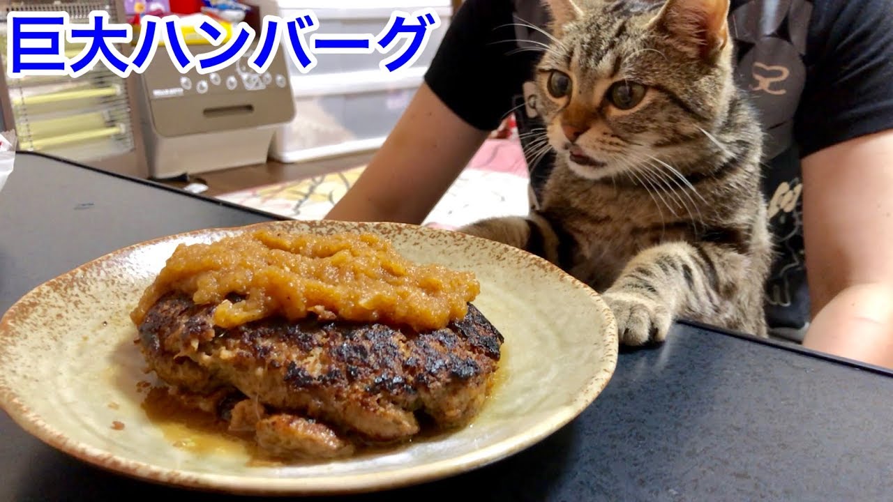 手作り巨大ハンバーグの香りに我慢できず邪魔しに来てしまった猫ｗ