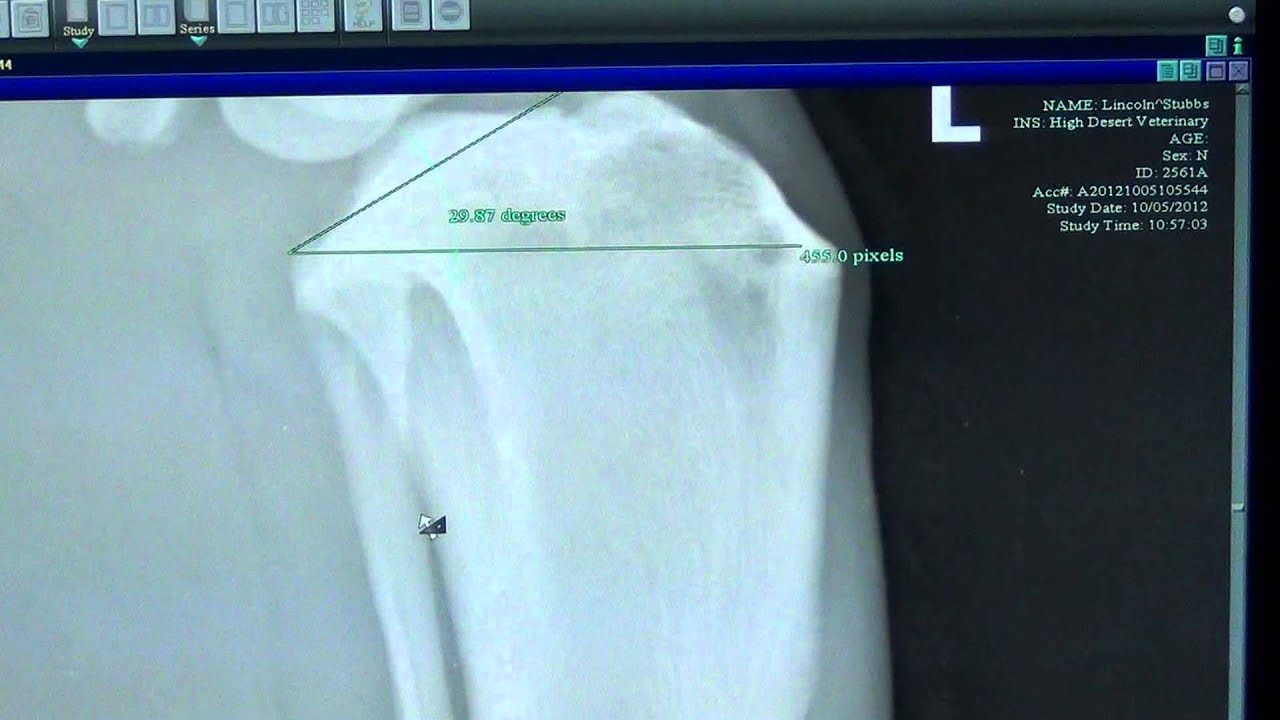 Tibial Plateau Angle / High Desert Veterinary
