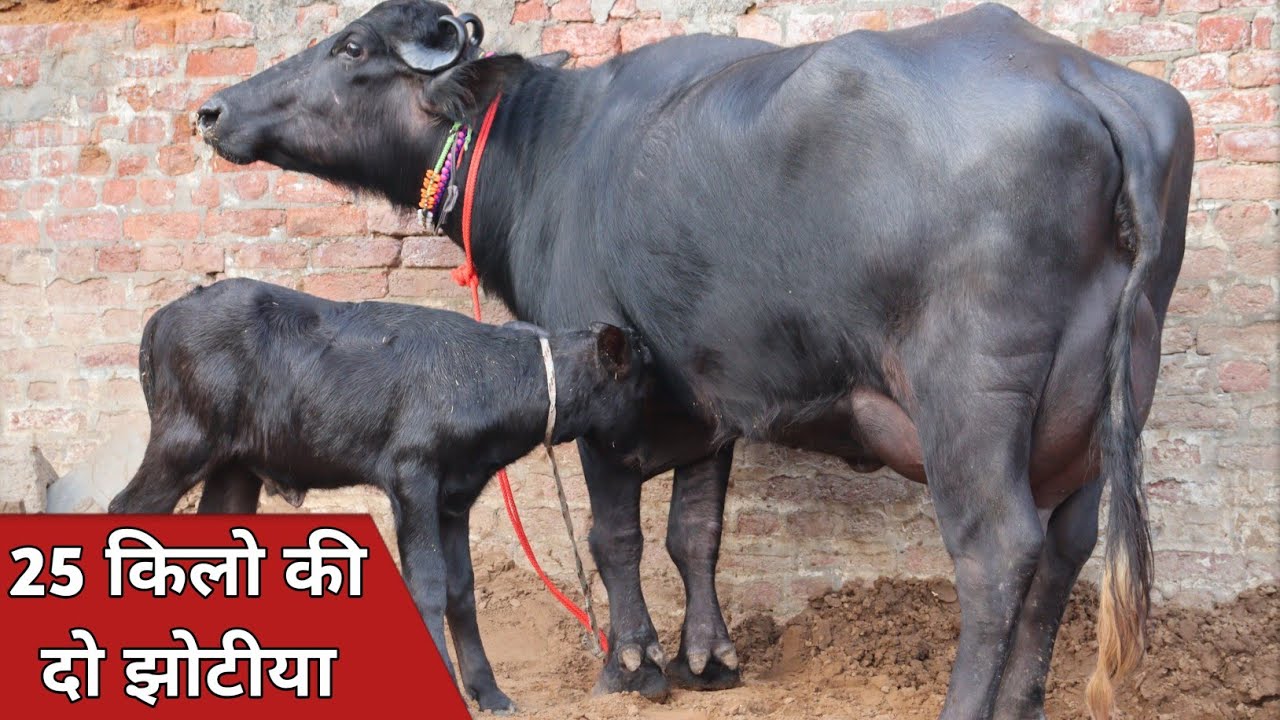 25 किलो की दो झोटियाँ, कांटे के तोल में बिक्री के लिए उपलब्ध || Sharma Dairy Farm (8685022015)