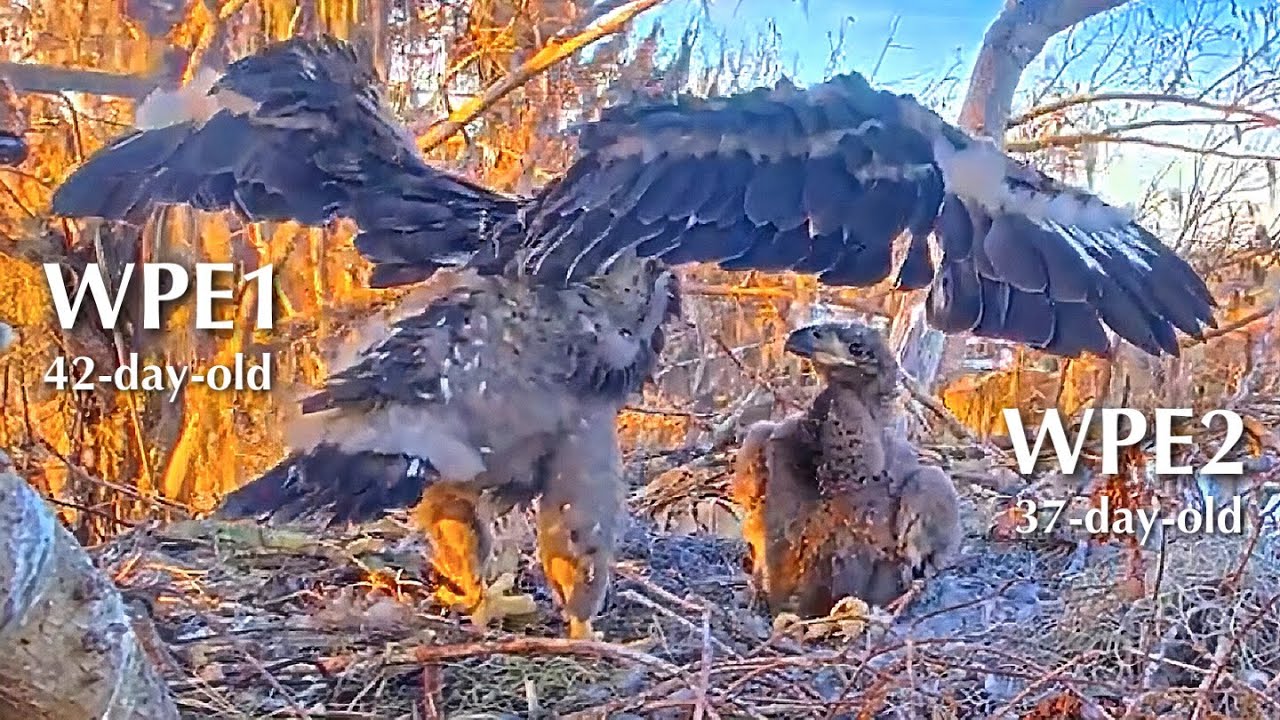 #289🦅🐥42°🐥37°／Winter Park Eagle Nest 2026／Against All Odds:One-Eyed Mom／Wink💗Atlas