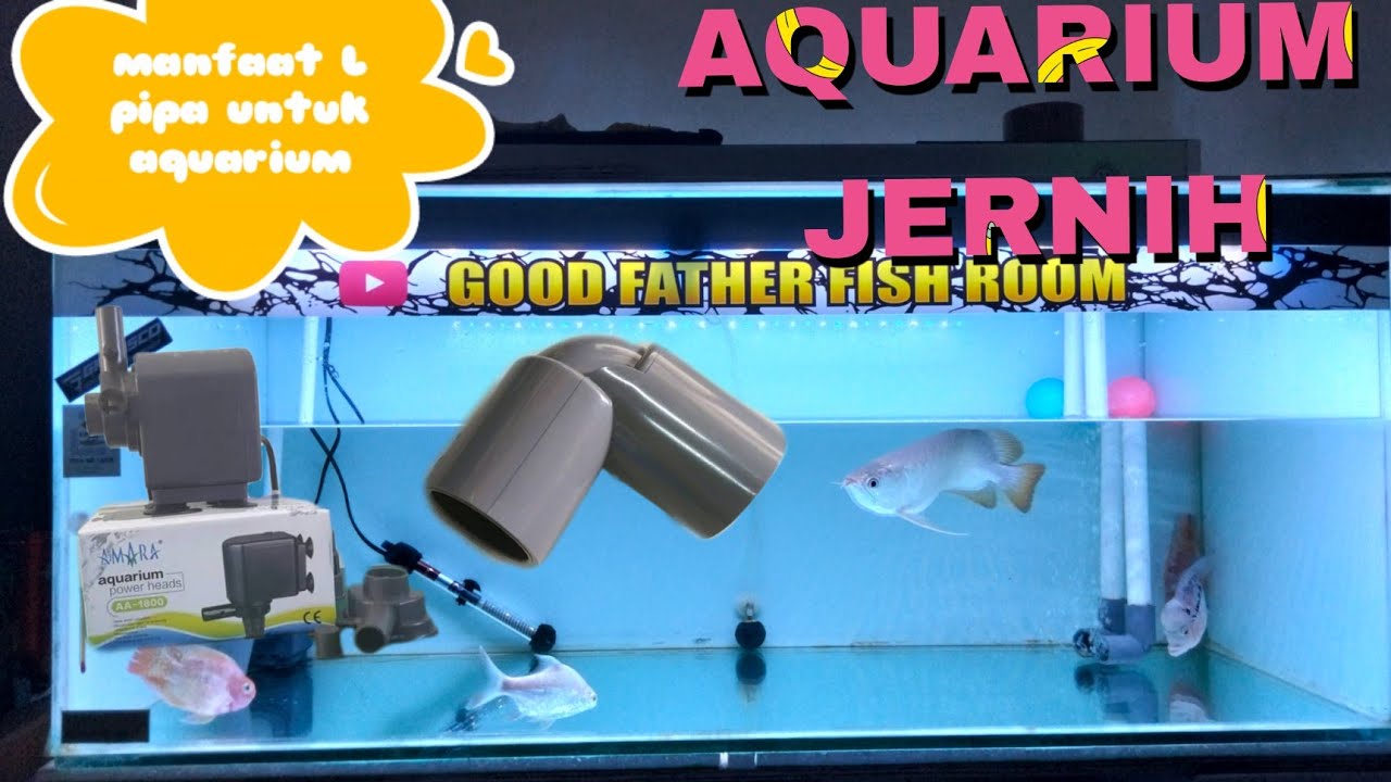 Aquarium ikan arwana - dengan sedikit modifikasi #air jadi jernih