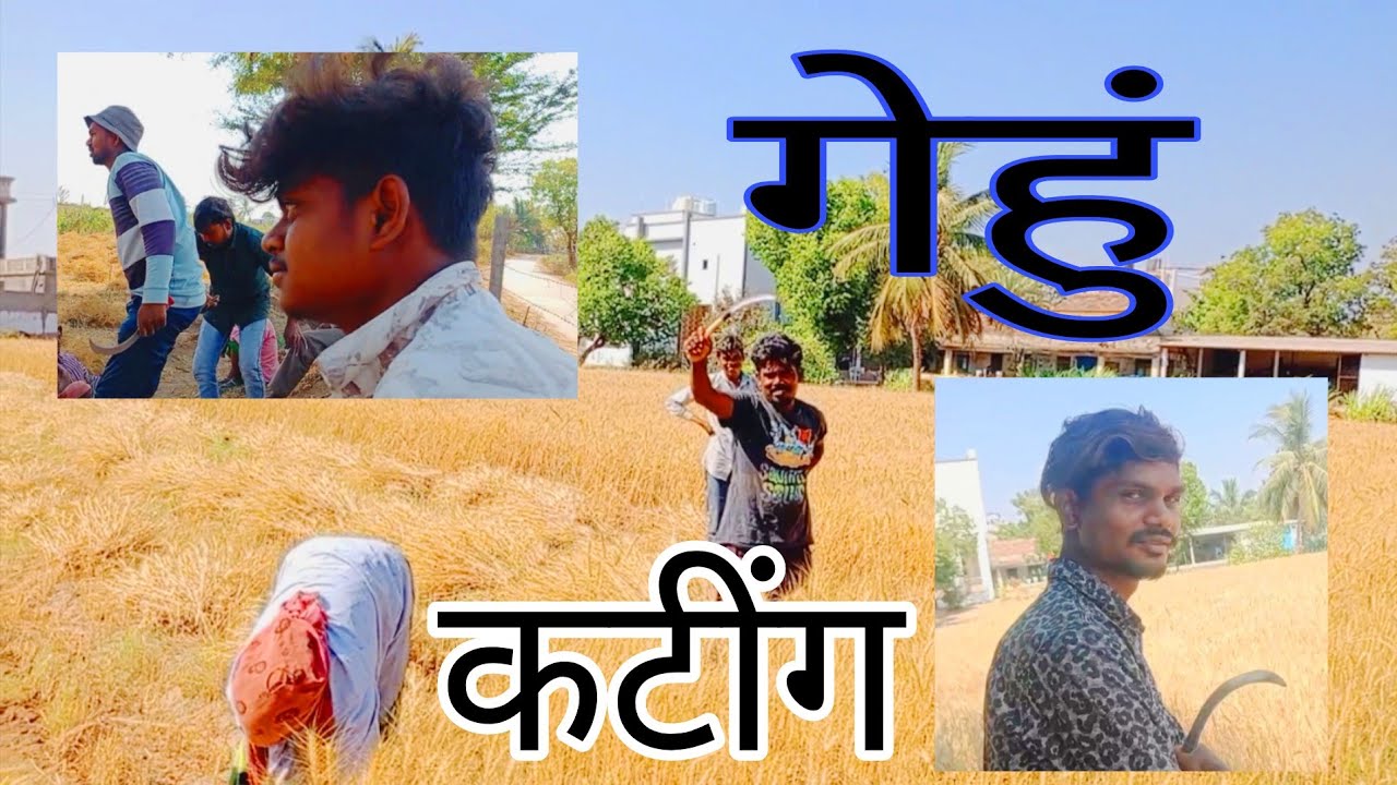 गेहुं कटींग करेंगे ब्लोग Nayak Vishal block.
