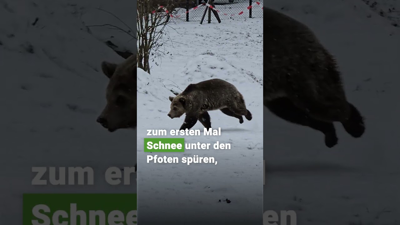 Flora: Was macht eine gerettete Bärin zum ersten Mal im BÄRENWALD Müritz? 🐻💮 | VIER PFOTEN