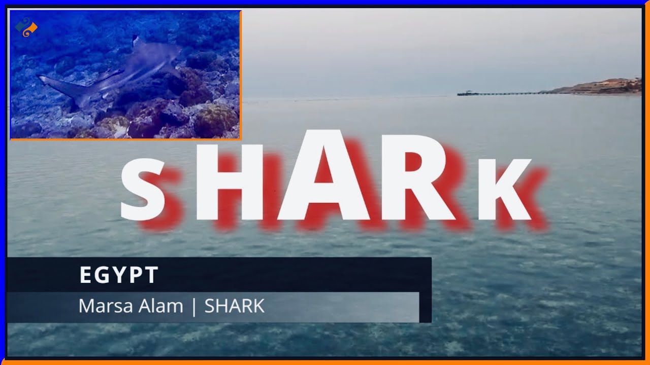 🦈 SHARK 🌊 Marsa Alam, Egypt. #shark #marsaalam #egypt #realitybečička