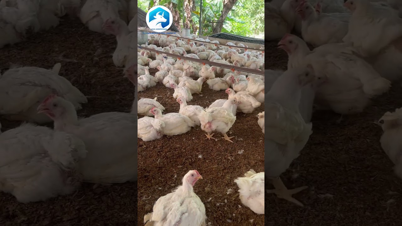 &iquest;Con cu&aacute;ntos POLLOS iniciar el NEGOCIO?