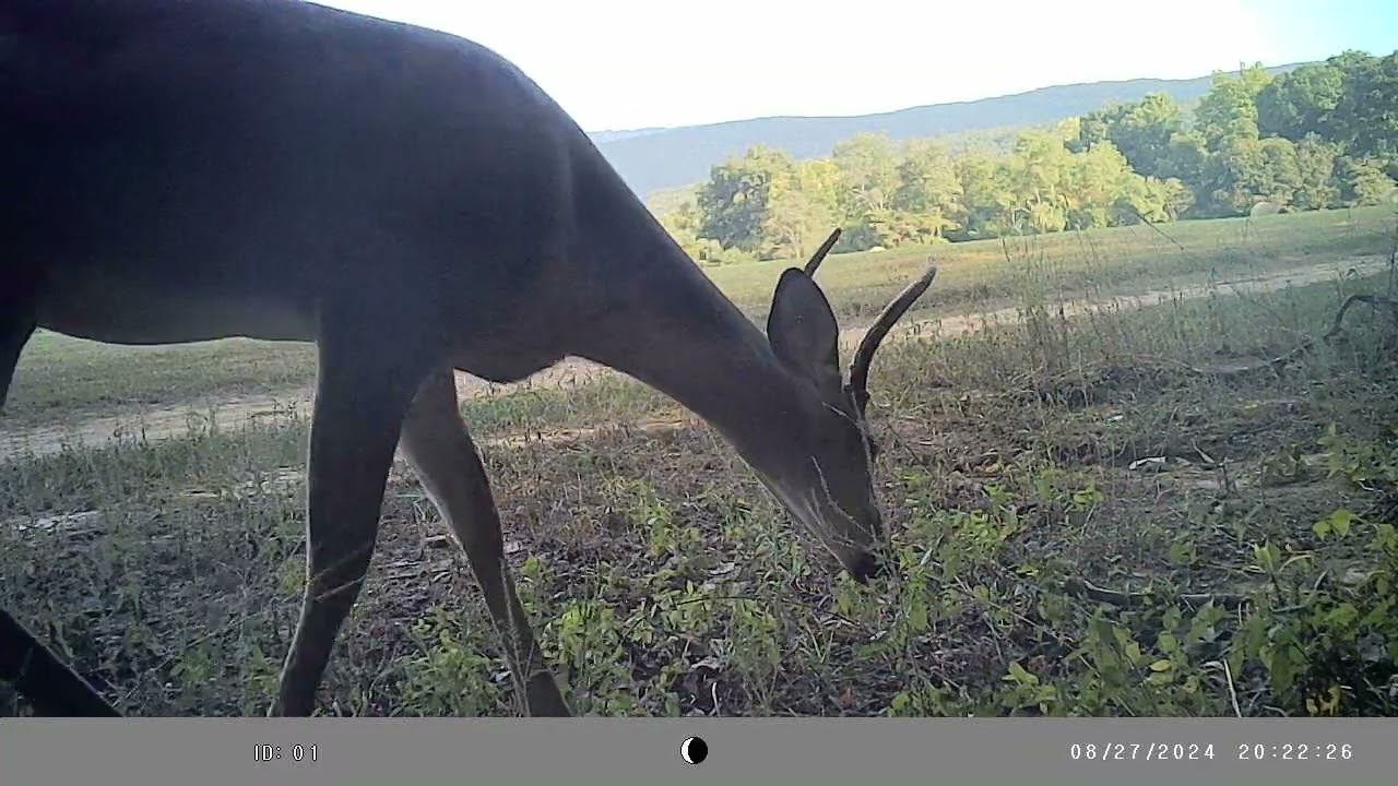 IMAG0128 ANTLER HARDENING!