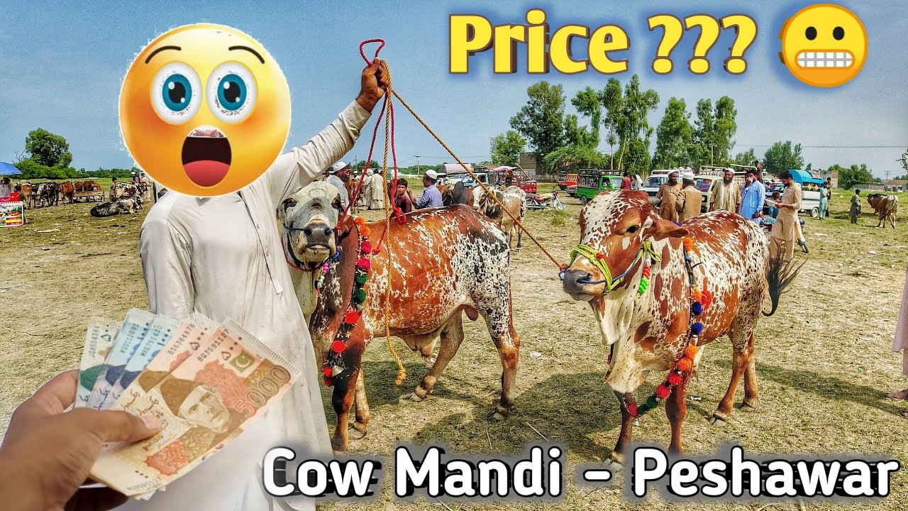 Cow Mandi 2021 | Peshawar Pakistan | Asking Cow Price in Mandi |™4K