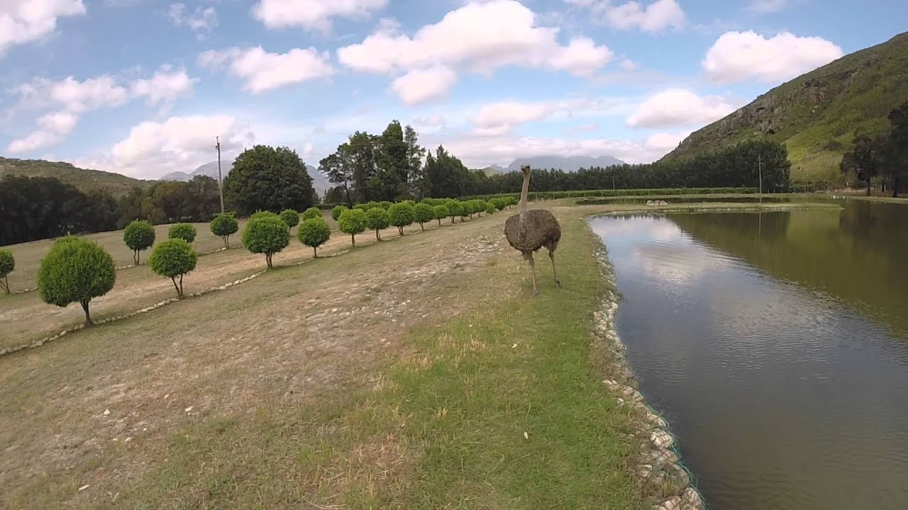 Ostrich chase