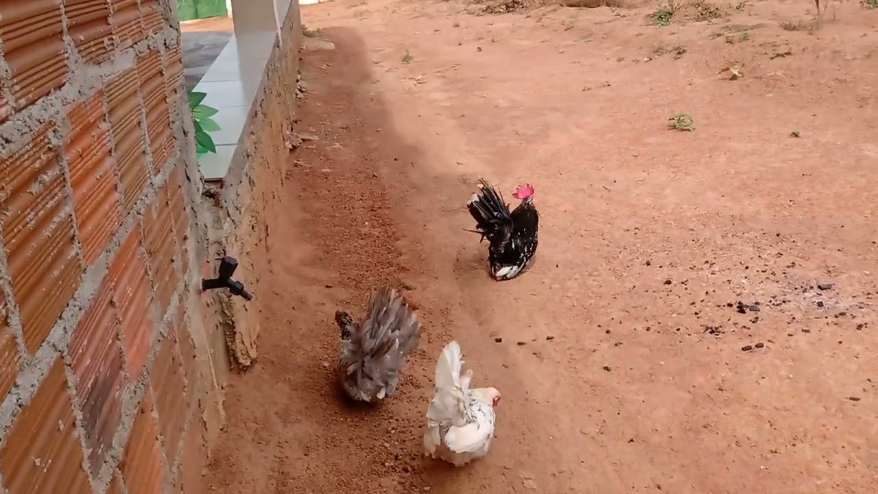 o pai dos pintinhos