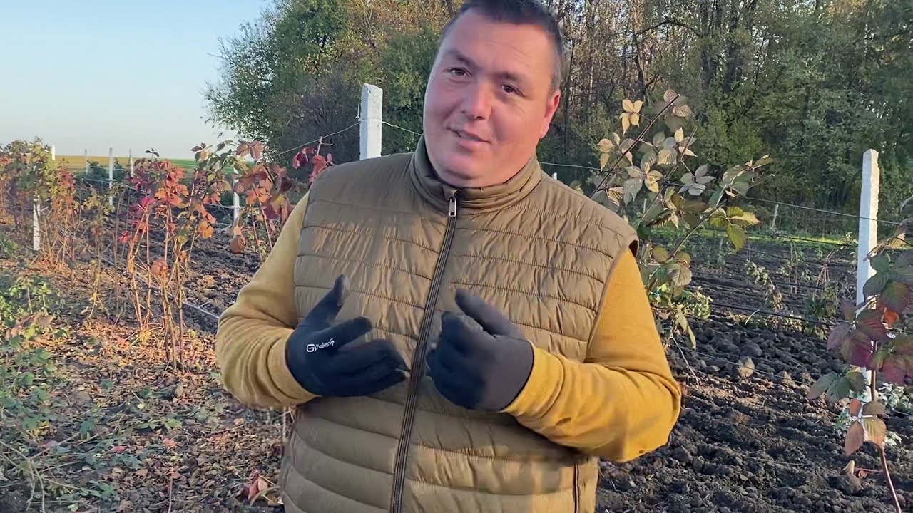 Când curățăm-tăiem murul și zmeura. Pepinierele Fundulea