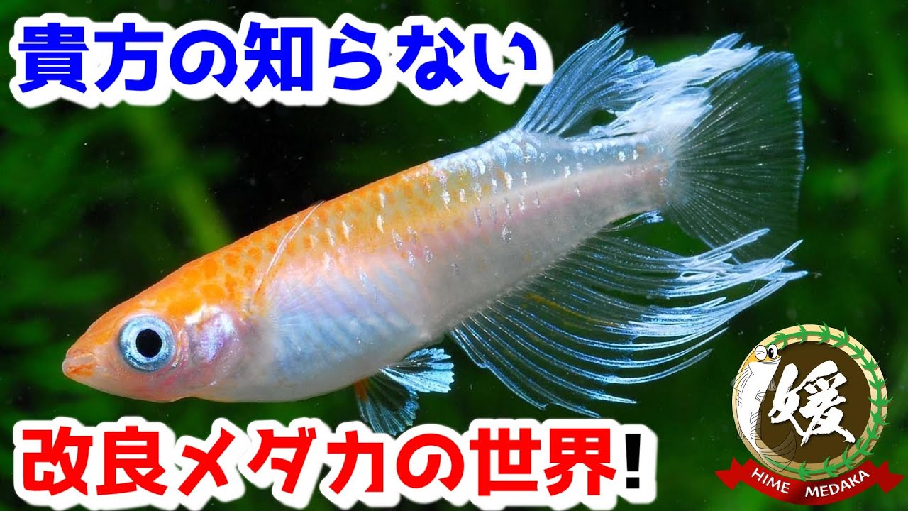 貴方の知らない改良メダカの世界～めだかのビーンズのエボリューションし続けるメダカ達～【媛めだか/品種改良】