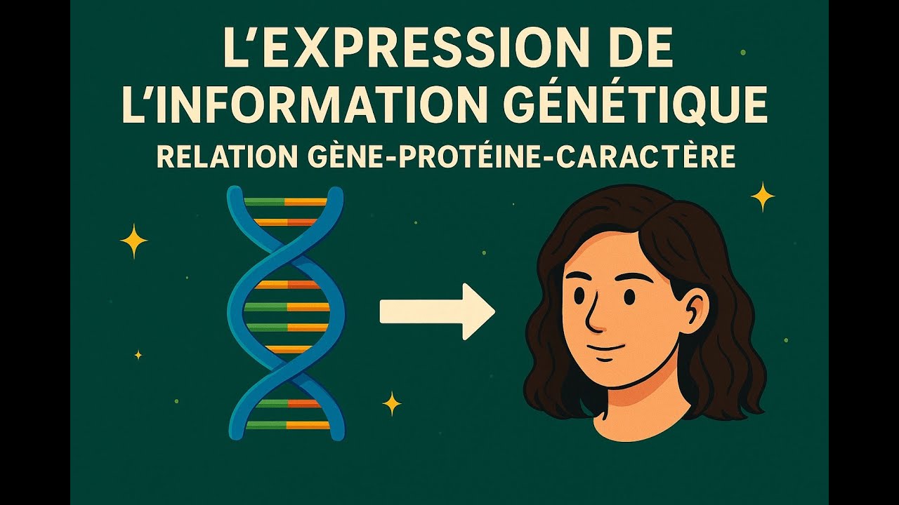 Chapitre 2 : L’expression de l’information génétique : du gène au caractère  #svt