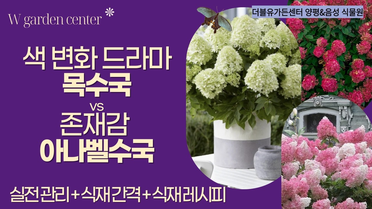 목수국(원추수국) vs 아나벨수국 수국 정원 설계부터 간격·전정까지 한 번에