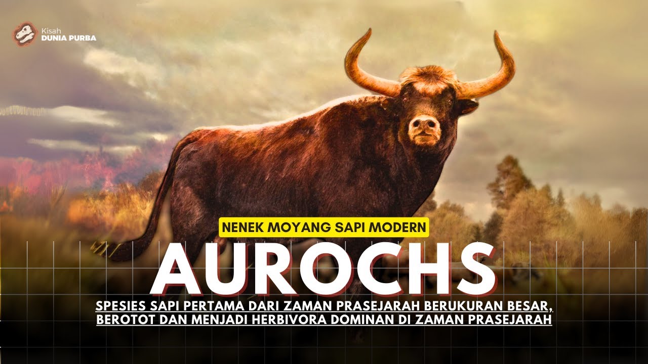 NENEK MOYANG SAPI MODERN | AUROCHS SPESIES SAPI PERTAMA YANG BESAR DAN HERBIVORA DOMINAN DAN AGRESIF