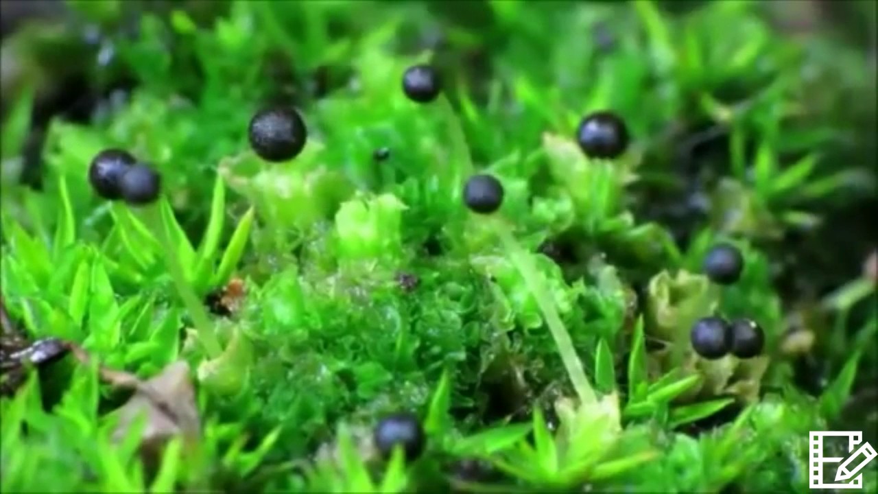 Hepatophyta