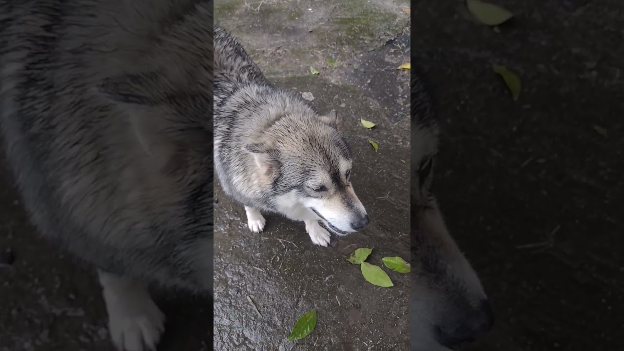 Kind people feed homeless dogs.