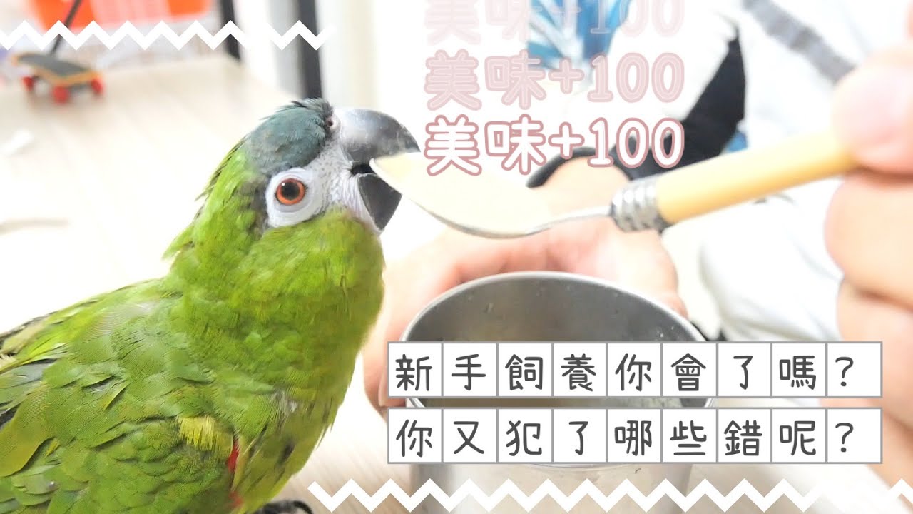 【屈原之天下鳥事】新手飼養你會了嗎?你又犯了那些錯呢?Do you know how to raise newbies? Did you make those mistakes again?
