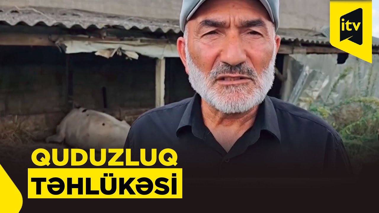 Cəlilabadda iribuynuzlu heyvan quduzluqdan tələf oldu