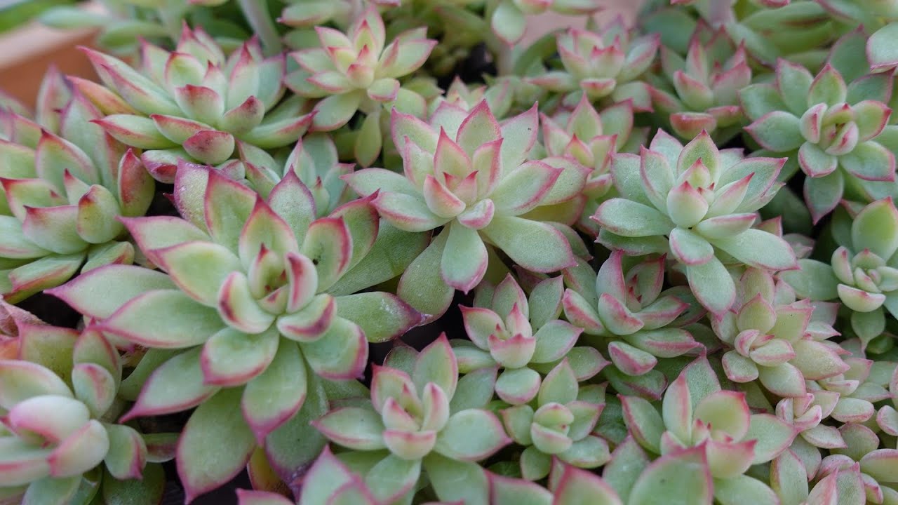 #97【華やかな紅葉つぶつぶ】どこでも買える普及種多肉。丈夫で育てやすい。１年間の育て方。女雛