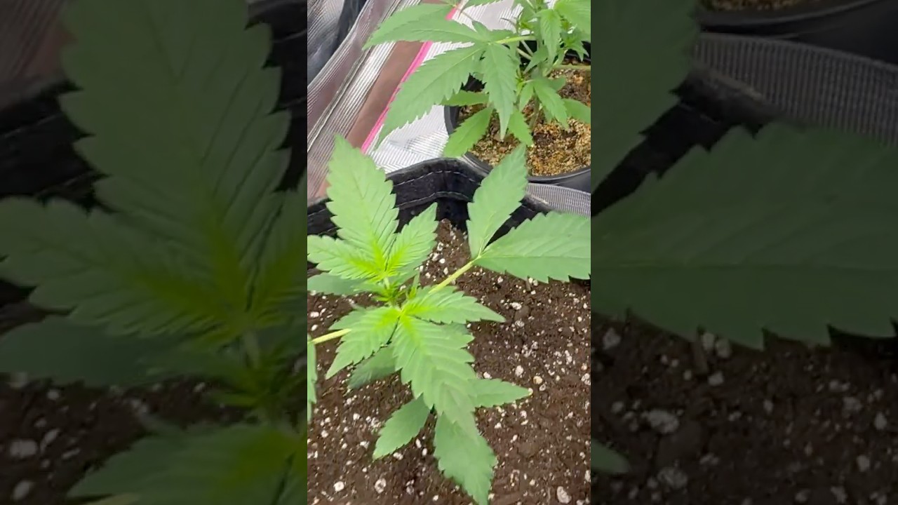 Fastbuds Frostbanger и Strawberry Gorilla #fastbuds #acinfinity #veg