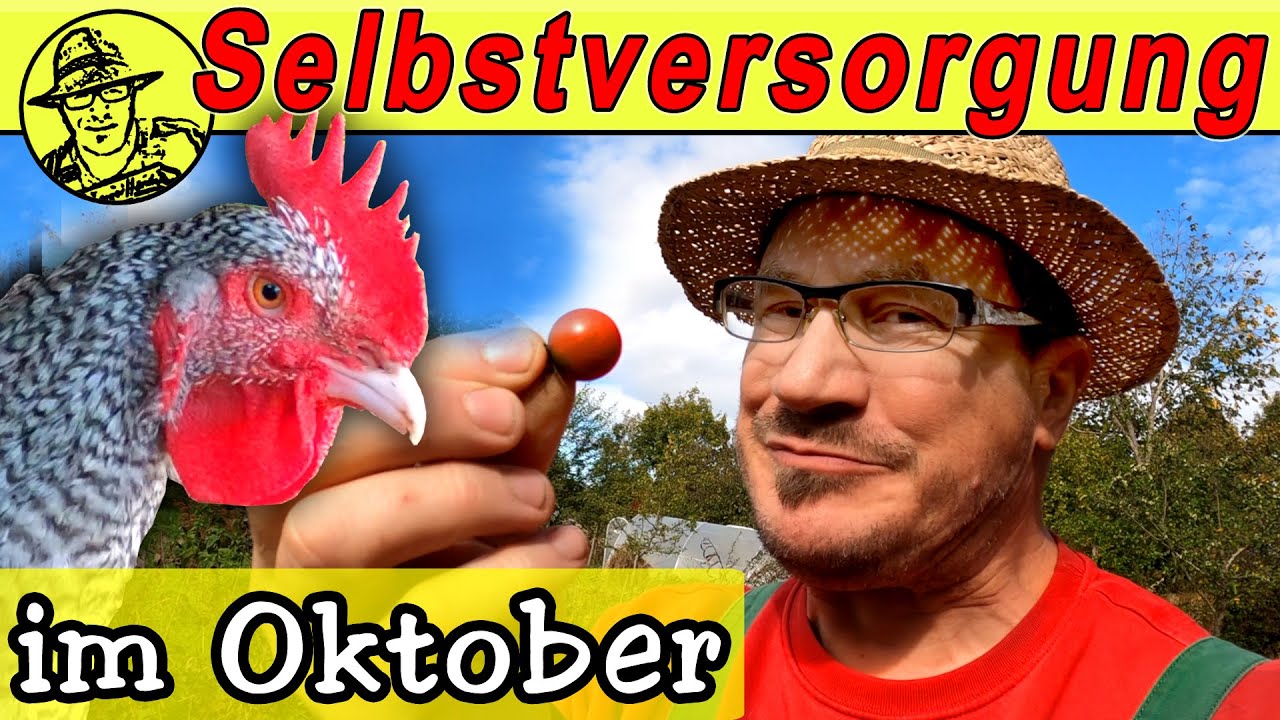 Der Selbstversorger-Garten im Oktober: Stecklinge schneiden, Aussaat im Oktober und Hühner füttern