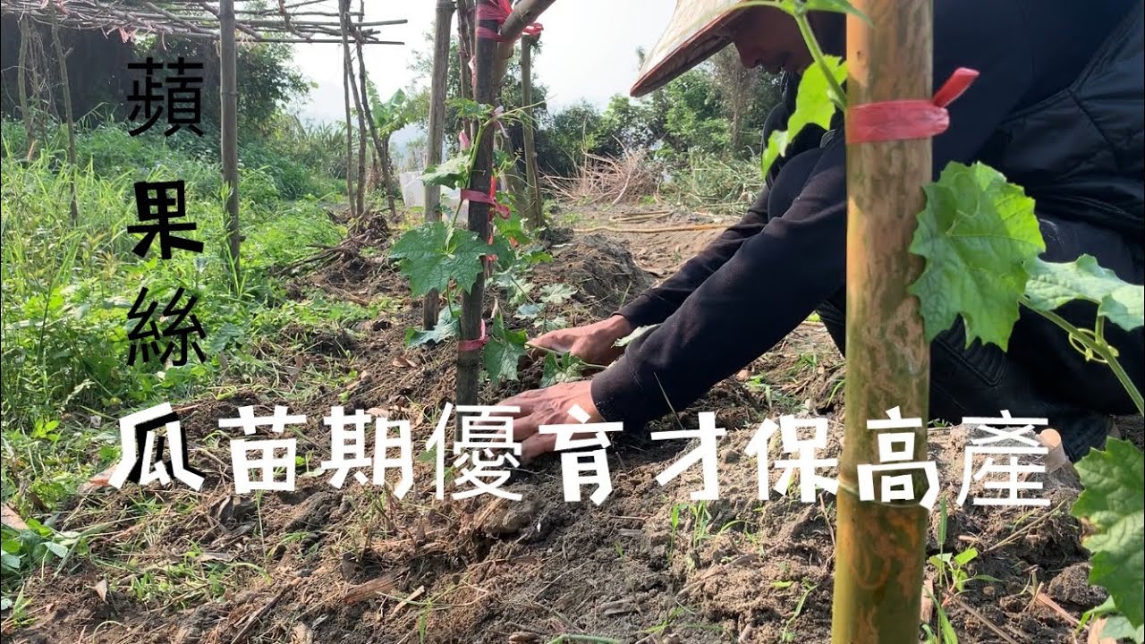 種蘋果絲瓜 | 從小就要進行優育式照顧 ～看完就知道怎麼樣做到每年高產量