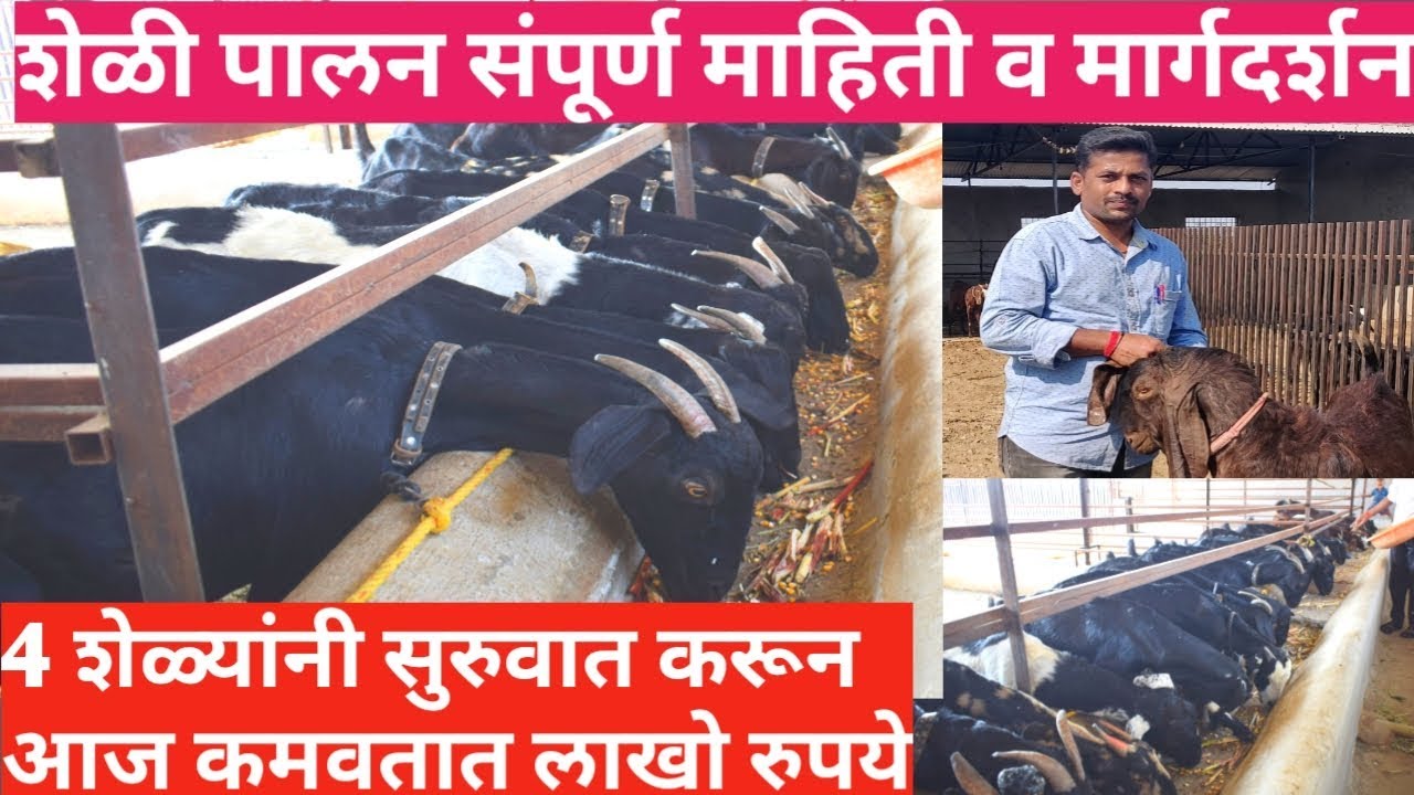 शेळी पालना तून हणमंत गोडसे कमवतात लाखो रुपये/शेळी पालन संपूर्ण माहिती व मार्गदर्शन. sheli palan.