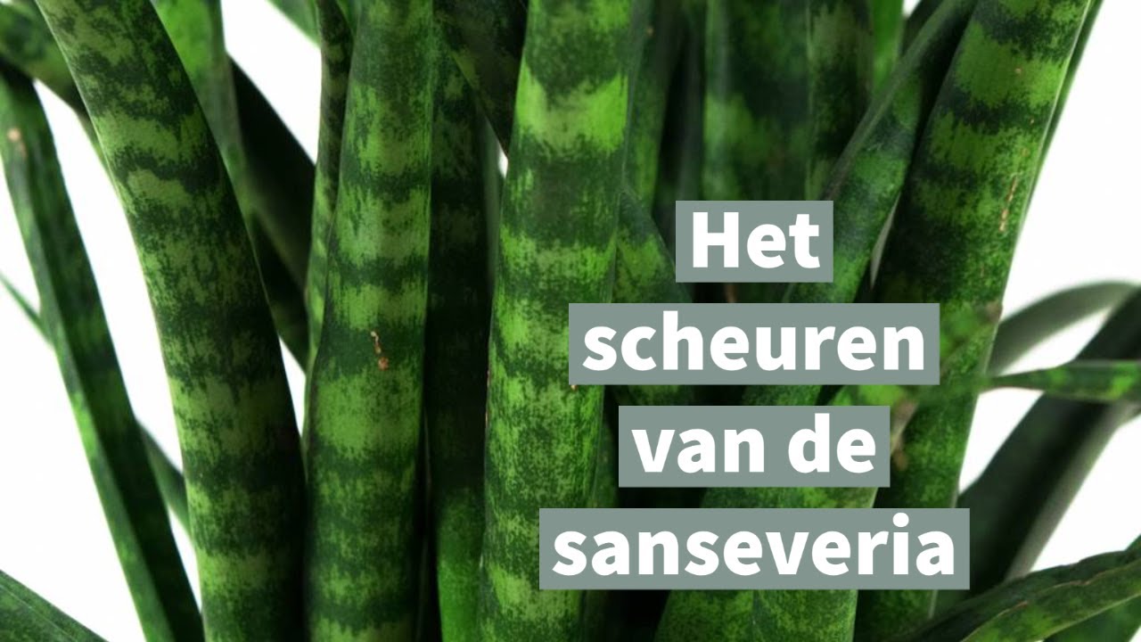 Het scheuren van de sanseveria (vrouwentong)