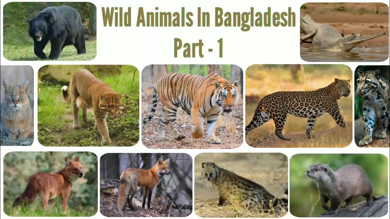 Wild Animals In Bangladesh | Part -1