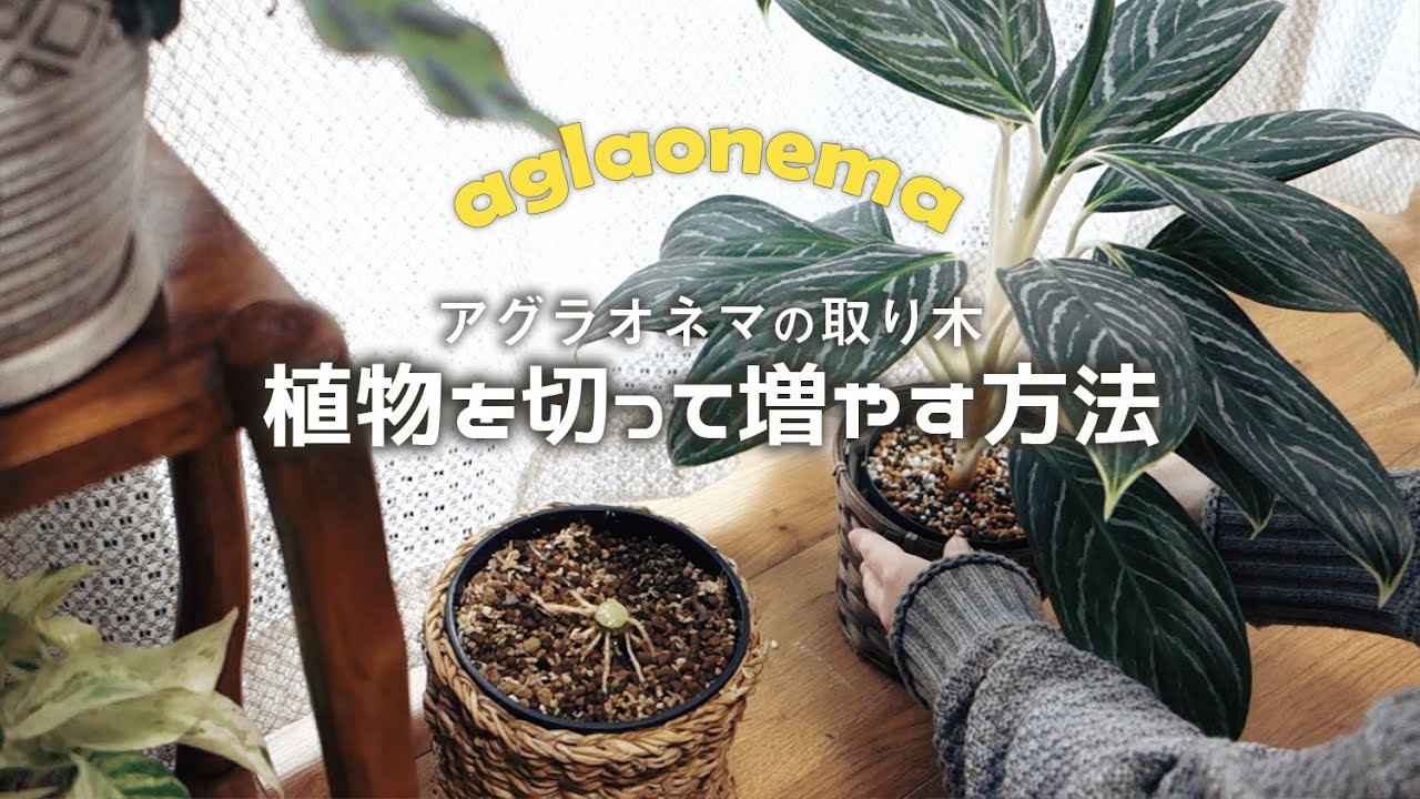 【観葉植物】植物を切って増やす方法丨アグラオネマの取り木丨ピクタム・ホワイトステム丨Aglaonema 丨Air Layering丨 house plants🌱