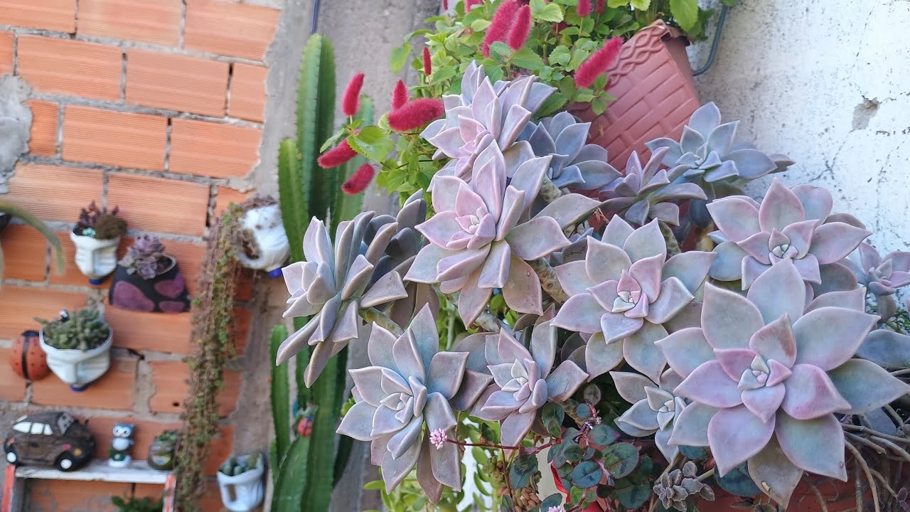 Tour pelo meu jardim vertical + agradecimentos pelos dois anos do canal. 