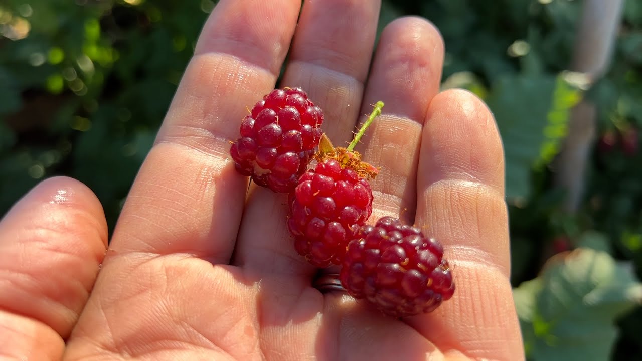 Tayberries are a delicious raspberry X blackberry hybrid