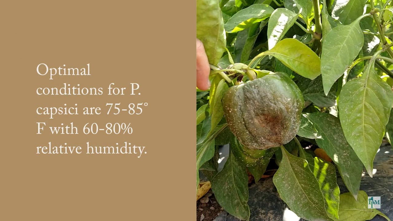 Phytophthora capsici on Peppers